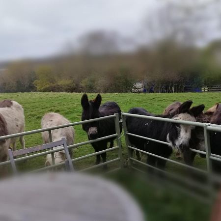 Hotel Durham Donkey Rescue Shepherd'S Hut Exterior foto