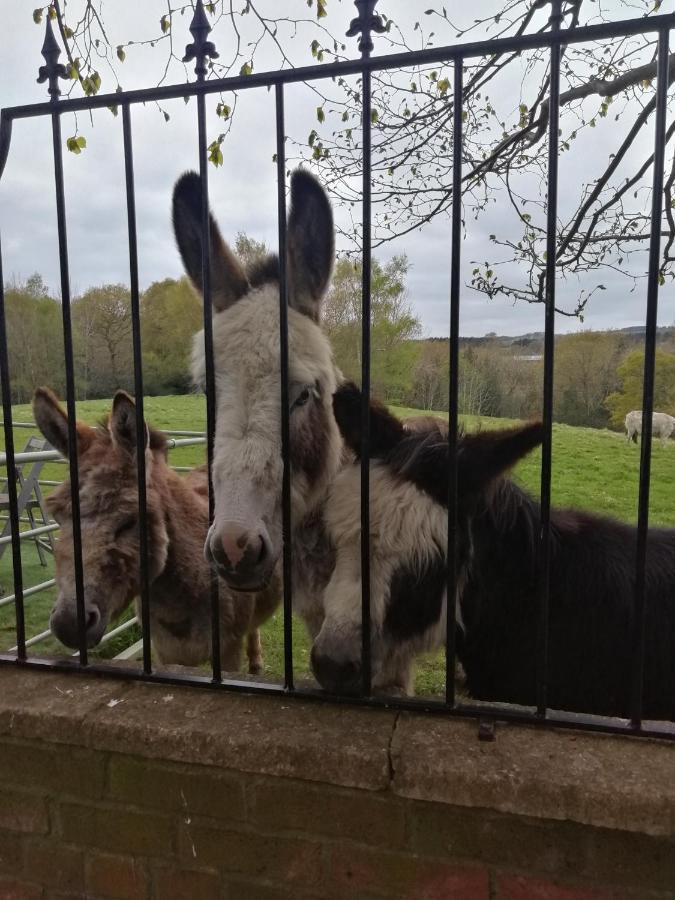 Hotel Durham Donkey Rescue Shepherd'S Hut Exterior foto