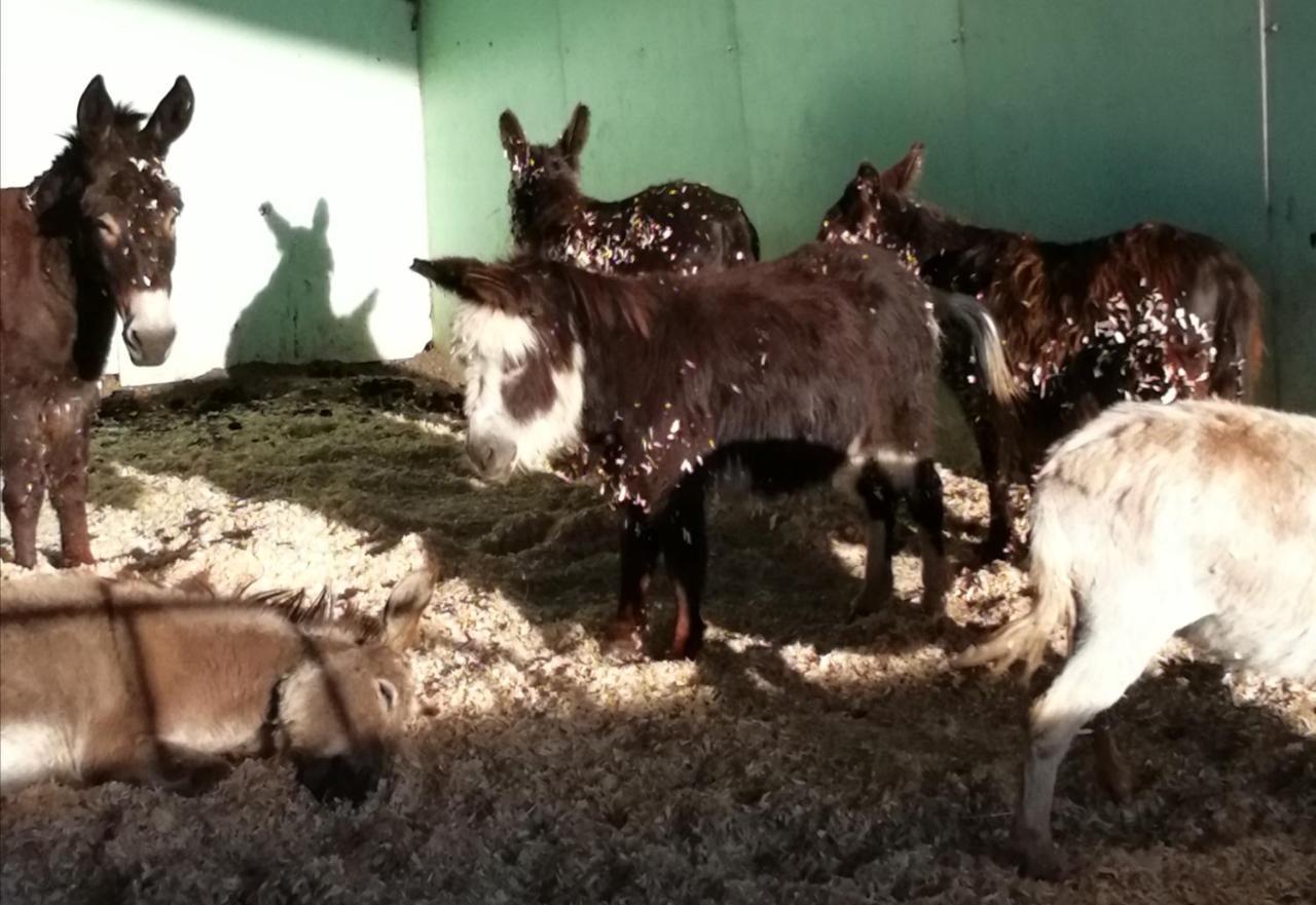 Hotel Durham Donkey Rescue Shepherd'S Hut Exterior foto