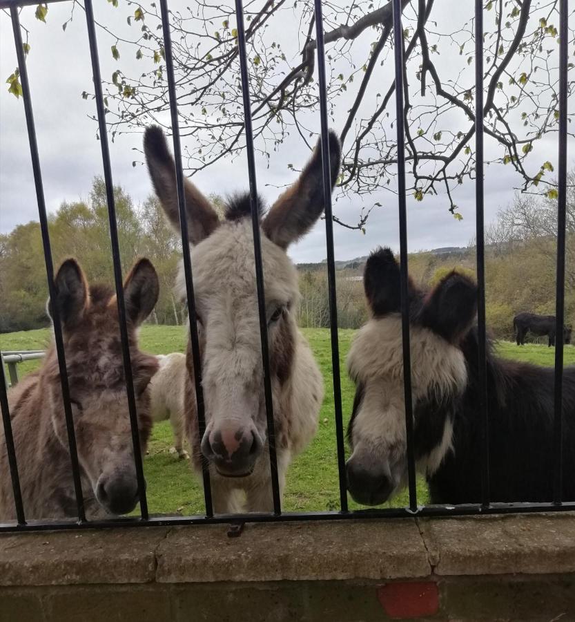 Hotel Durham Donkey Rescue Shepherd'S Hut Exterior foto